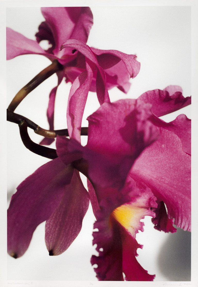 Image:
                        Lot 1316