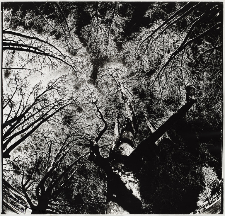 Image:
                        Lot 1348