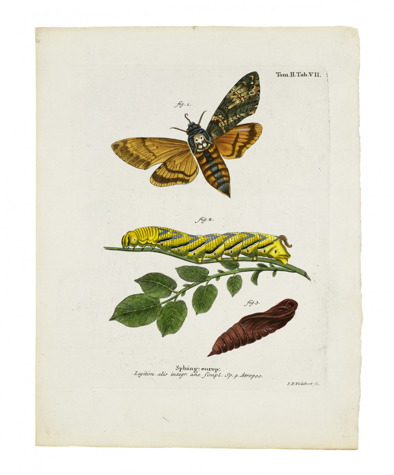 Image:
                        Lot 1022