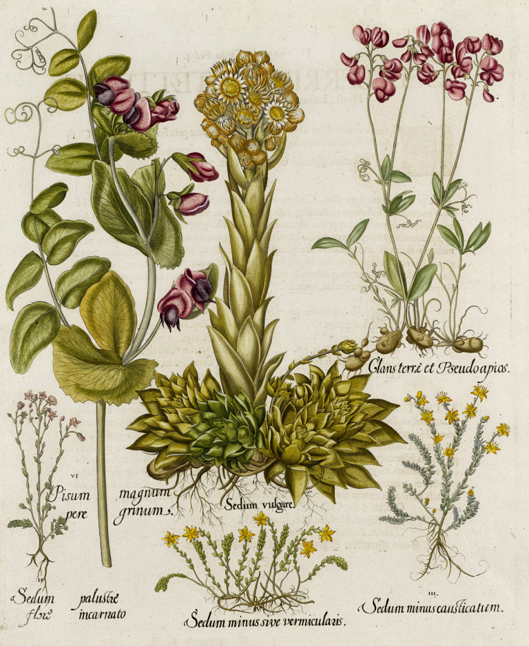 Image:
                        Lot 1069