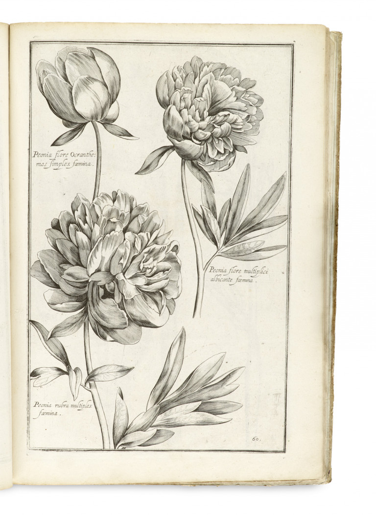 Image:
                        Lot 937