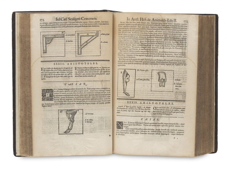 Image:
                        Lot 1007