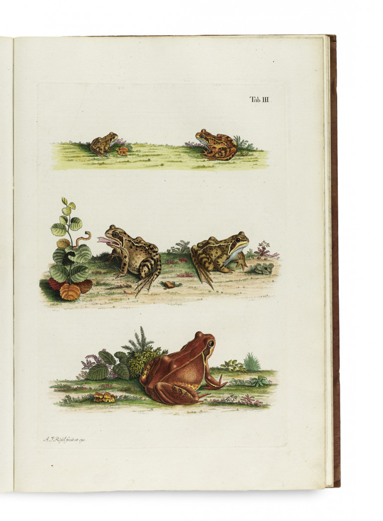 Image:
                        Lot 1033