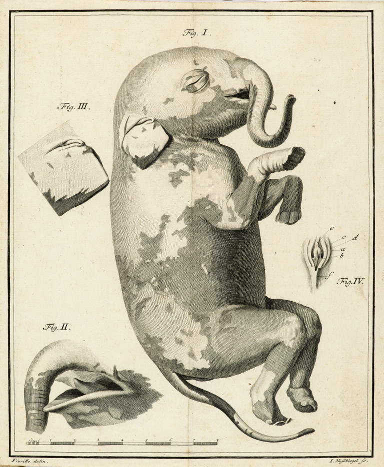 Bild:
                        Los 1018