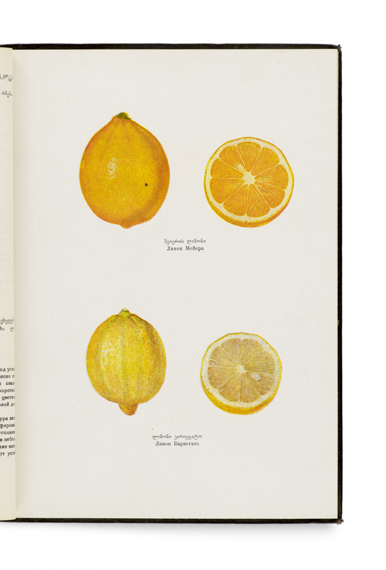 Bild:
                        Los 941