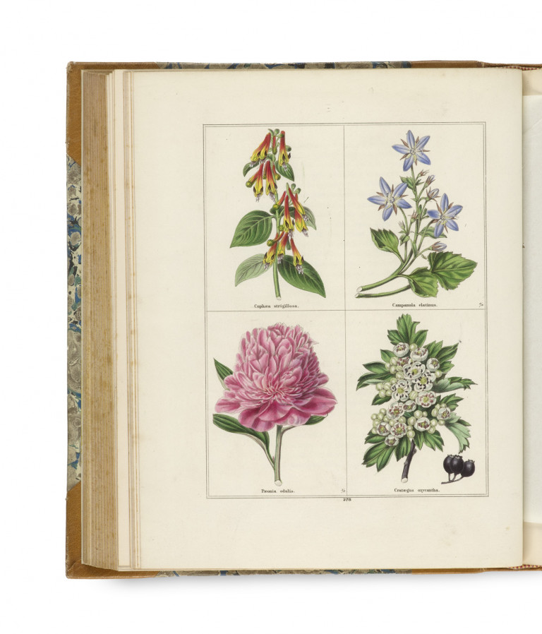 Image:
                        Lot 934