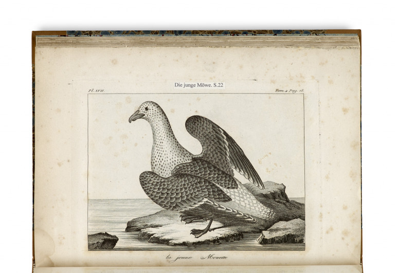 Bild:
                        Los 1186