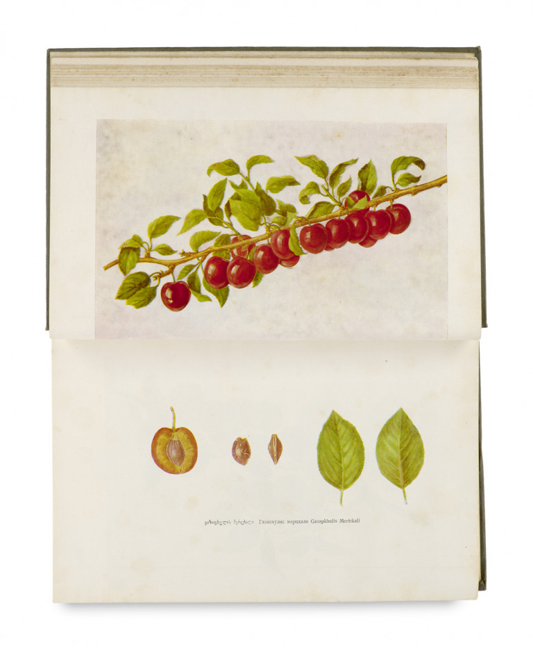 Image:
                        Lot 942