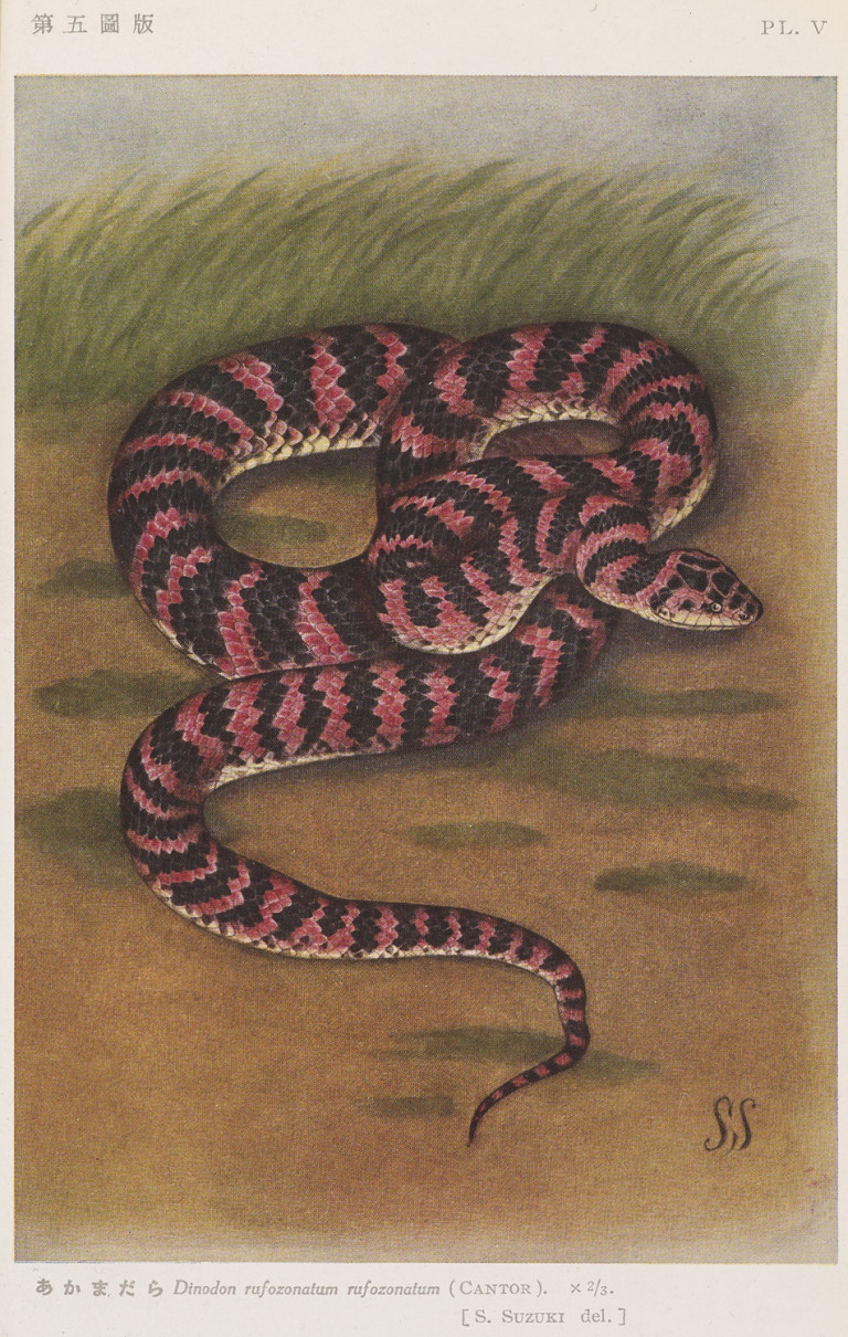 Image:
                        Lot 1031