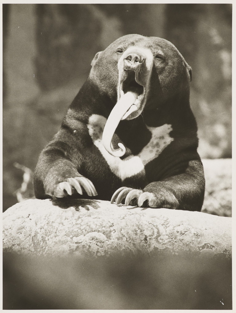 Bild:
                        Los 1419