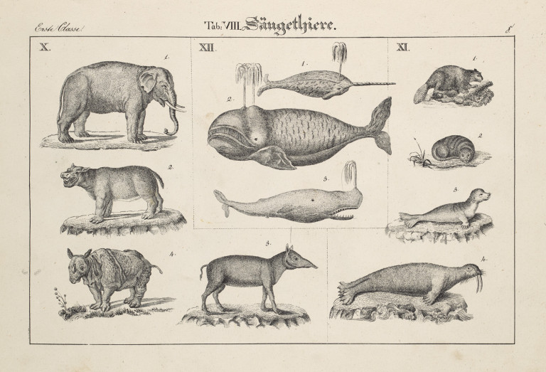 Image:
                        Lot 1011