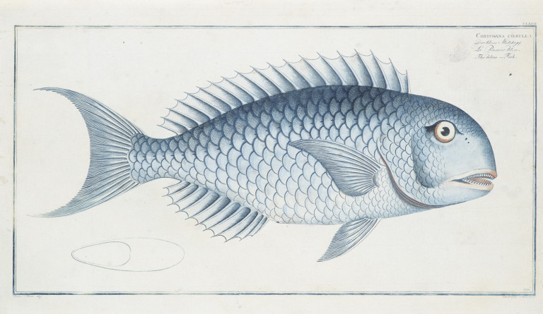 Image:
                        Lot 967