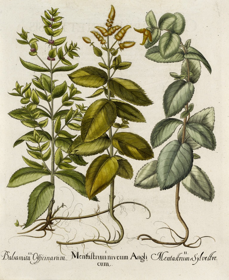 Image:
                        Lot 1070