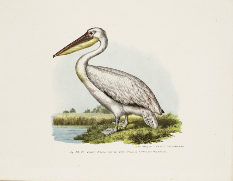 Image:
                        Lot 1047