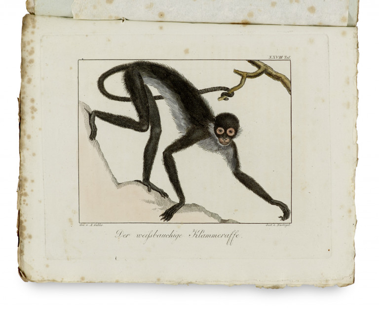 Bild:
                        Los 1015