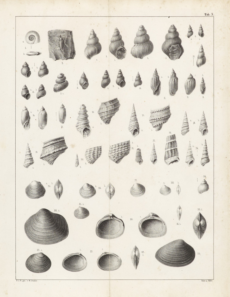 Bild:
                        Los 961