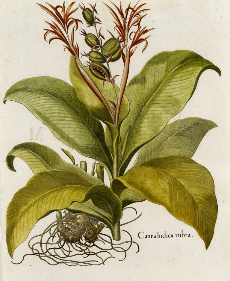 Image:
                        Lot 1068