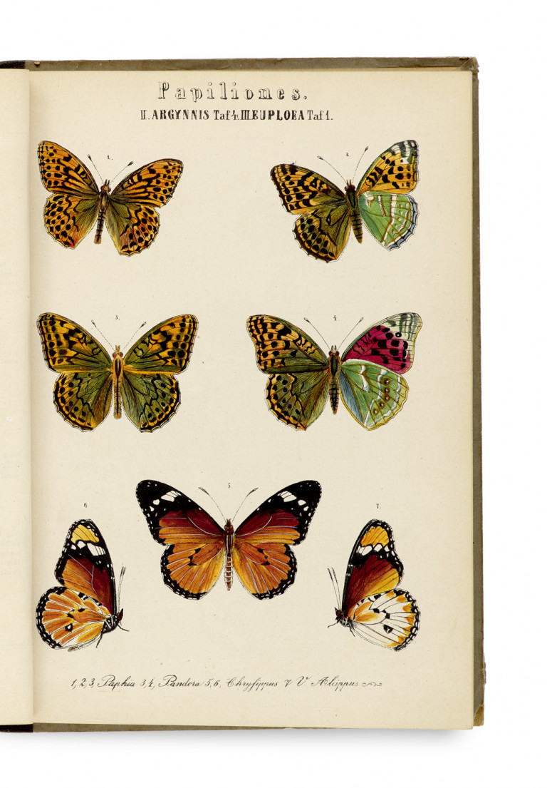 Image:
                        Lot 1021