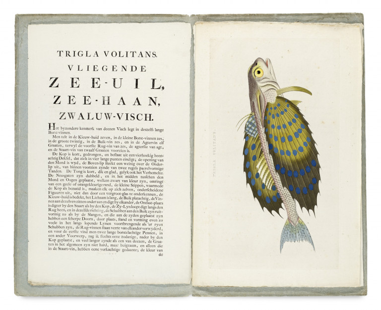 Image:
                        Lot 1036