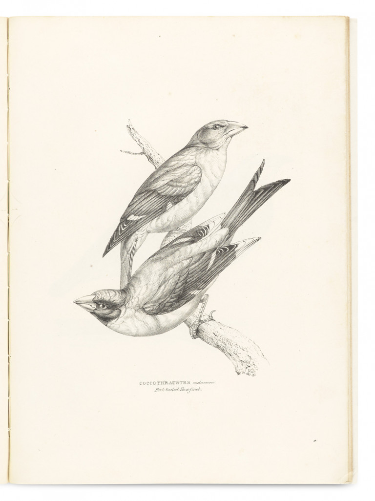 Image:
                        Lot 1048