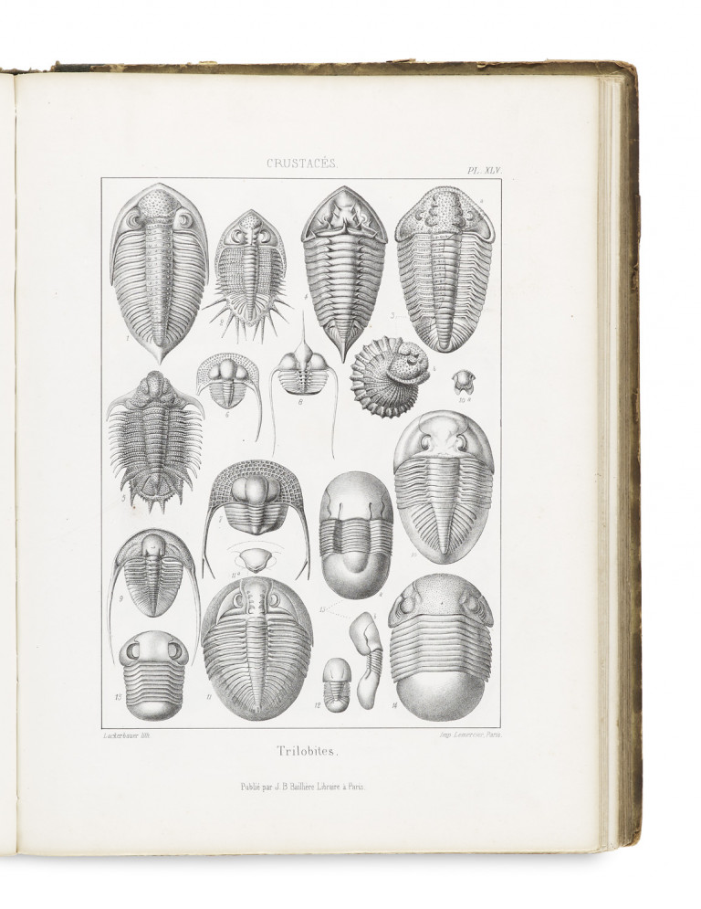 Bild:
                        Los 962