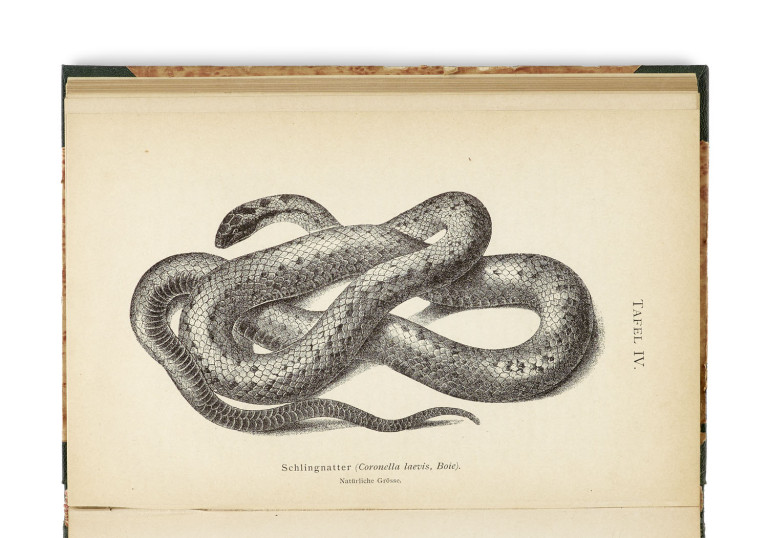 Image:
                        Lot 1611