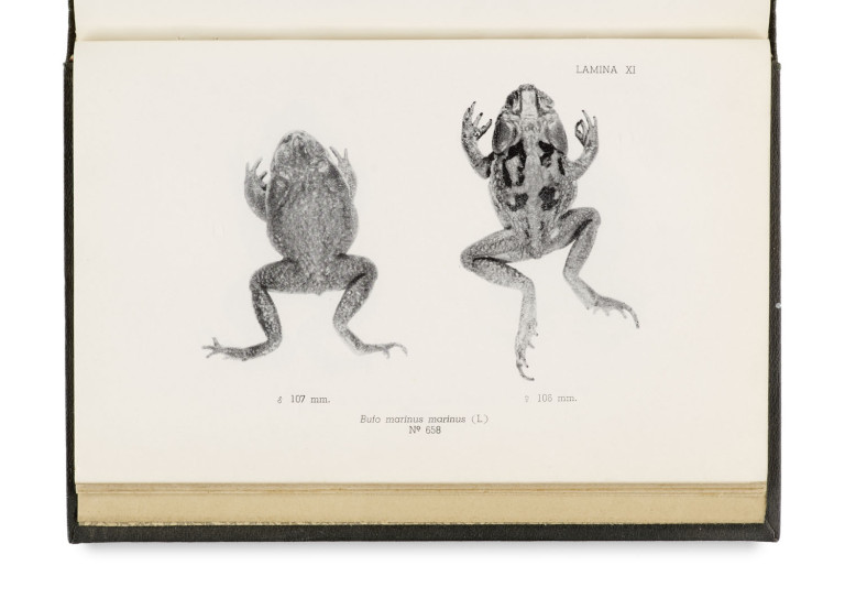 Image:
                        Lot 1605