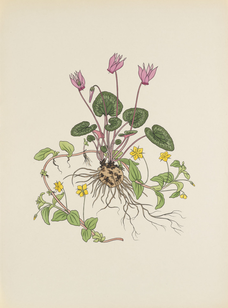 Image:
                        Lot 1480
