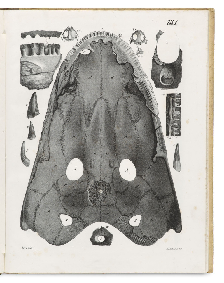 Image:
                        Lot 1571