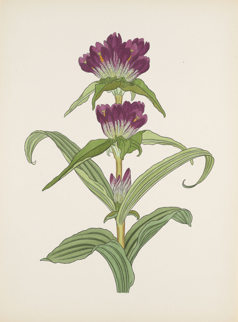Image: 1