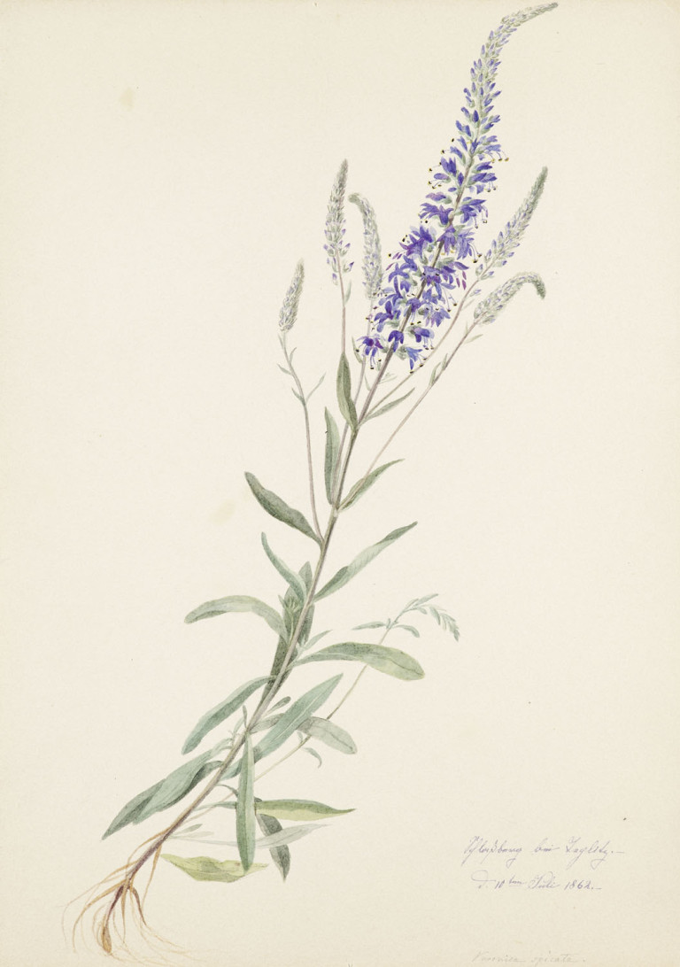 Image: 1
