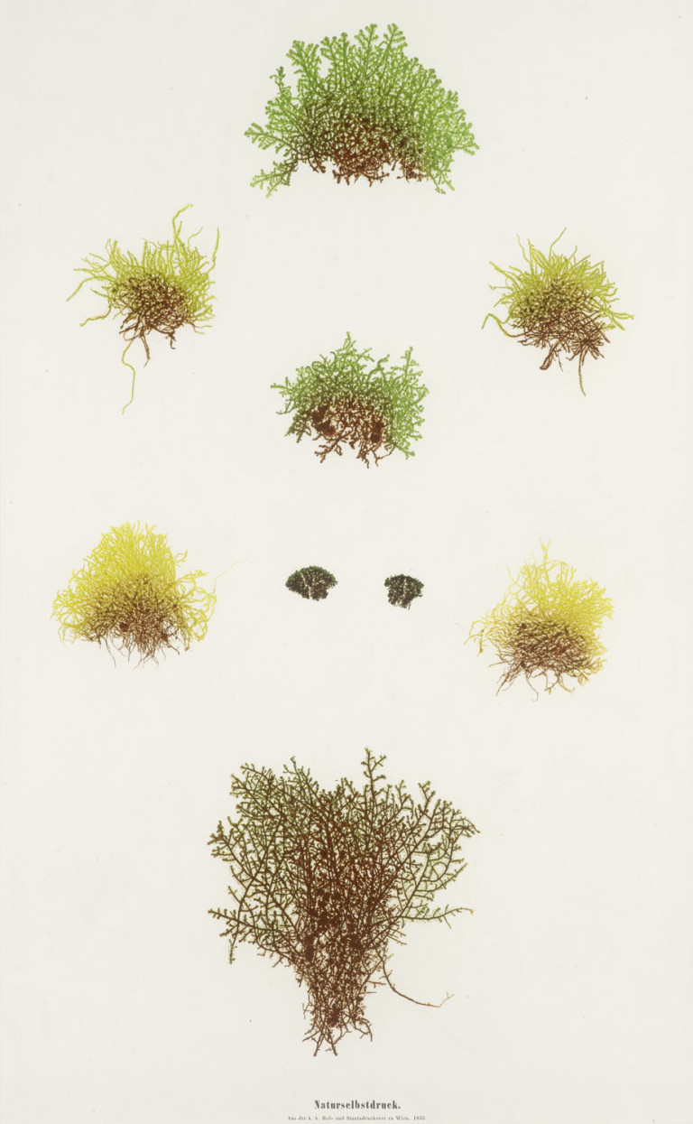Image:
                        Lot 1475