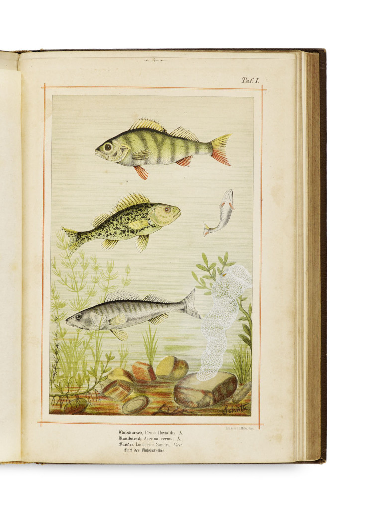 Image:
                        Lot 1582